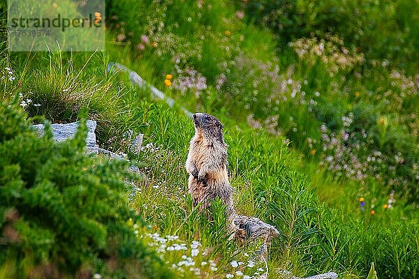 Alpenmurmeltier (Marmota) beobachtet seine Umgebung  Walliser Bergwelt  Kanton Wallis  Schweiz  Europa