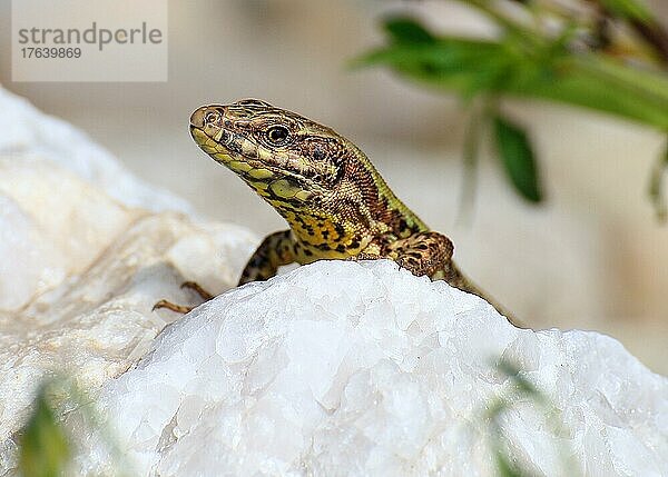 Mauereidechse (Podarcis Muralis) auf einem mit Bergkristallen durchzogenem Stein  Porträt  captive bedrohte Tierart unter Naturschutz