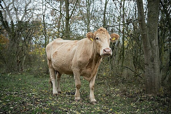 Hausrind (Bos taurus)  Rinder in extensiver Landwirtschaft als Landschaftspfleger im Naturschutzgebiet in Freilandhaltung  Bislicher Insel  Deutschland  Europa