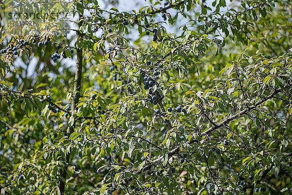 Schlehdorn (Prunus spinosa)  leuchtend blaue Früchte im Schein der Sonne  Velbert  Nordrhein-Westfalen  Deutschland  Europa
