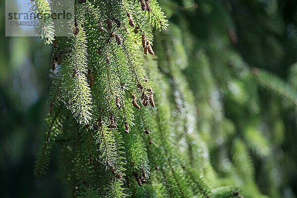 Siskiyou-Fichte (Picea breweriana)  Zweig mit jungen Zapfen  in Deutschland nicht heimischer Nadelbaum  Baum  Velbert  Deutschland  Europa