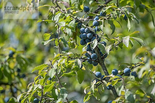 Schlehdorn (Prunus spinosa)  leuchtend blaue Früchte im Schein der Sonne  Velbert  Nordrhein-Westfalen  Deutschland  Europa