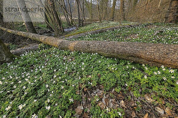 Blühende Buschwindröschen (Anemone nemorosa)  Frühling  Hessen  Deutschland  Europa