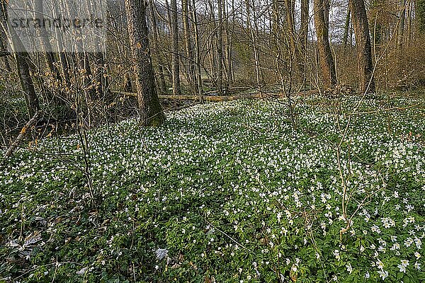 Blühende Buschwindröschen (Anemone nemorosa)  Frühling  Hessen  Deutschland  Europa