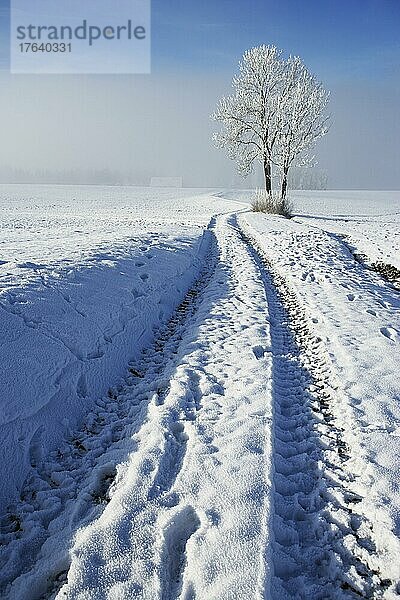 Verschneiter Baum mit Feldweg  Winterlandschaft  Mondseeland  Mondsee  Salzkammergut  Oberösterreich  Österreich  Europa