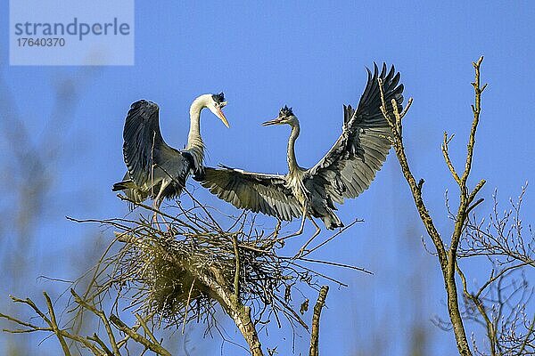 Graureiher (Ardea cinerea)  Am Horst im Morgenlicht  Hessen  Deutschland  Europa