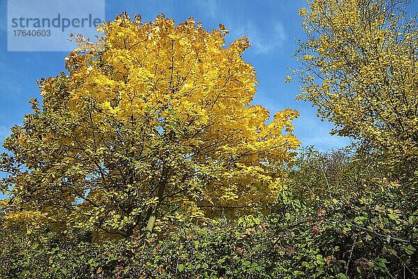 Ahorne (Acer) in Herbstverfärbung  Baden-Württemberg  Deutschland  Europa