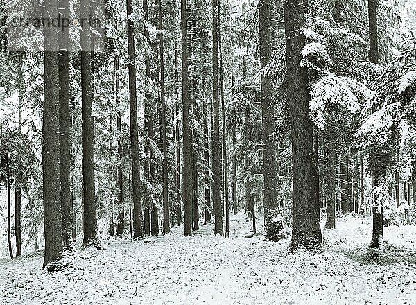 Verschneite Bäume im Winterwald  Winterlandschaft  Mondseeland  Mondsee  Salzkammergut  Oberösterreich  Österreich  Europa