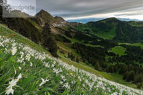 Weiße Narzisse (Narcissus poeticus)  Blumenfeld in den Freiburger Alpen  Kanton Freiburg  Schweiz  Europa