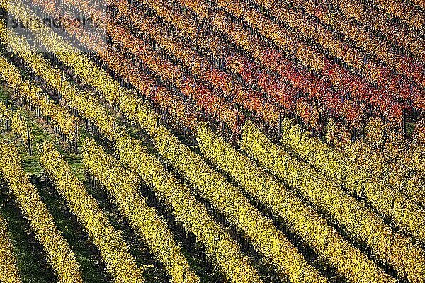 Weinanbau  Weinberg mit Rebstöcken  Herbstfärbung  Schriesheim  Baden-Württemberg  Deutschland  Europa