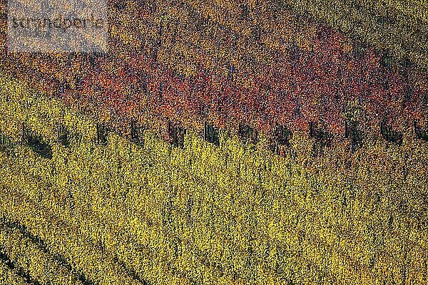 Weinanbau  Weinberg mit Rebstöcken  Herbstfärbung  Schriesheim  Baden-Württemberg  Deutschland  Europa