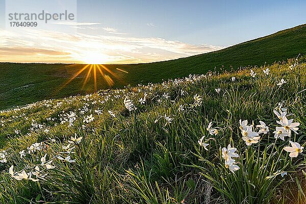 Weiße Narzisse (Narcissus poeticus)  Sonnenuntergang  viele Narzissen in den Freiburger Alpen  Kanton Freiburg  Schweiz  Europa
