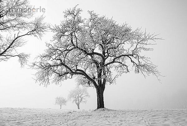 Verschneite kahle Baumgruppe im Morgennebel  SW Aufnahme  Winterlandschaft  Mondseeland  Salzkammergut  Oberösterreich  Österreich  Europa