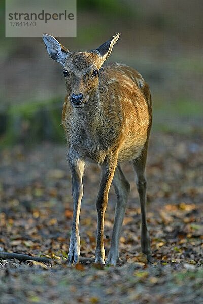 Sikahirsch (Cervus nippon)  weiblich im Wald