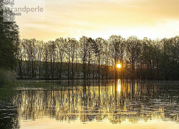 Sonnenaufgang am Mittelteich  Teichgebiet Biehla-Weißig  Landkreis Bautzen  Sachsen  Deutschland  Europa