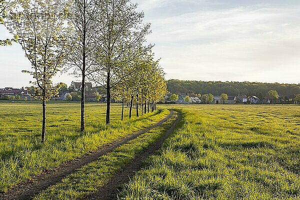 Wiesenweg mit Bäumen  im Hintergrund das Dorf Weißig mit Schloss  Oßling  Landkreis Bautzen  Sachsen  Deutschland  Europa