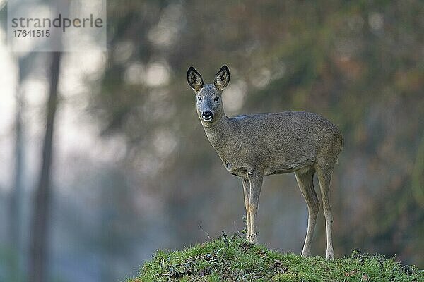 Reh (Capreolus capreolus)  im Wald  Winter  Deutschland  Europa