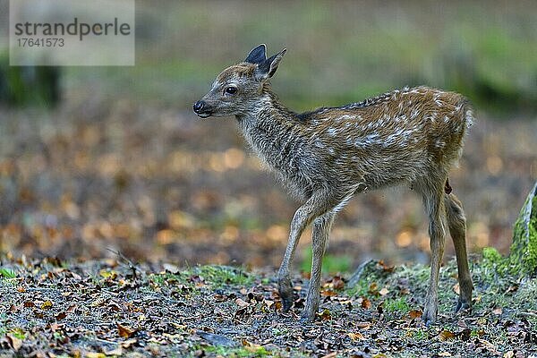 Sikahirsch (Cervus nippon)  Kitz im Wald