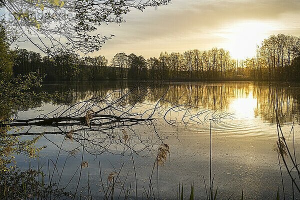 Sonnenaufgang am Neuteich  Teichgebiet Biehla-Weißig  Landkreis Bautzen  Sachsen  Deutschland  Europa