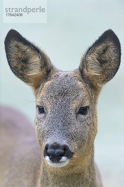 Reh (Capreolus capreolus)  Porträt  Deutschland  Europa