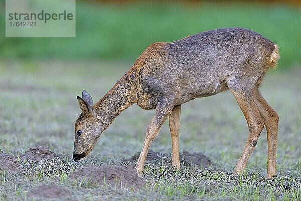 Reh (Capreolus capreolus)  auf einer Wiese  Sommer  Deutschland  Europa