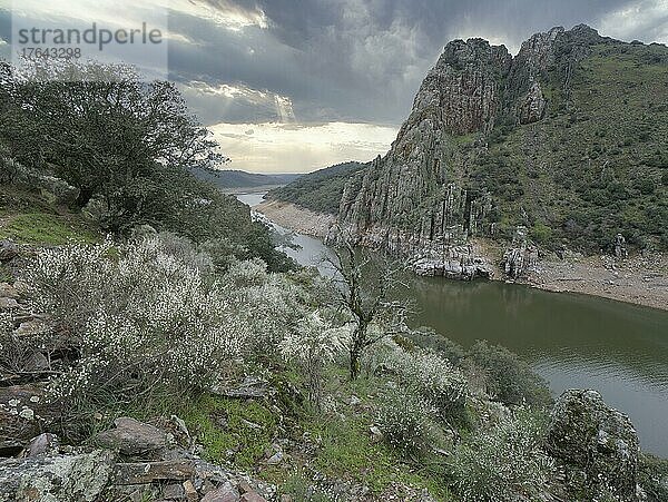 Brutfelsen des Gänsegeier (Gyps fulvus) mit Tajo-Fluss im Monfrague Nationalpark  Extremadura  Spanien  Europa