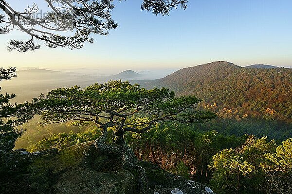 Pfälzer Wald  Morgenstimmung  Nebel  Rötzenfels  Pfalz  Rheinland-Pfalz  Deutschland  Europa