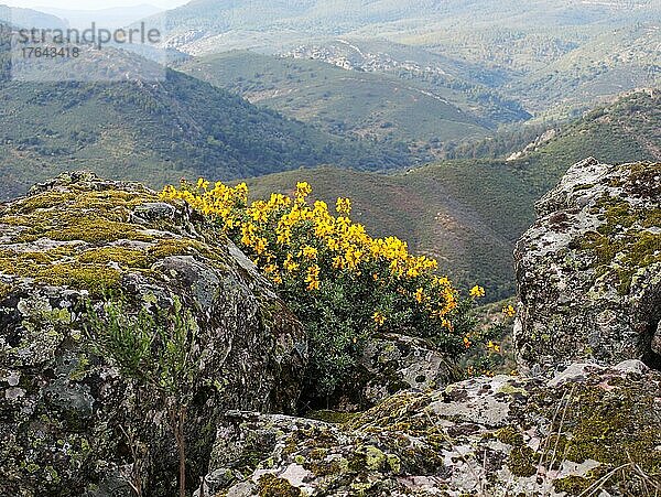 Blick in den Monfrague Nationalpark im Vordergrund blühender gelber Ginster (Genista)  Extremadura  Spanien  Europa
