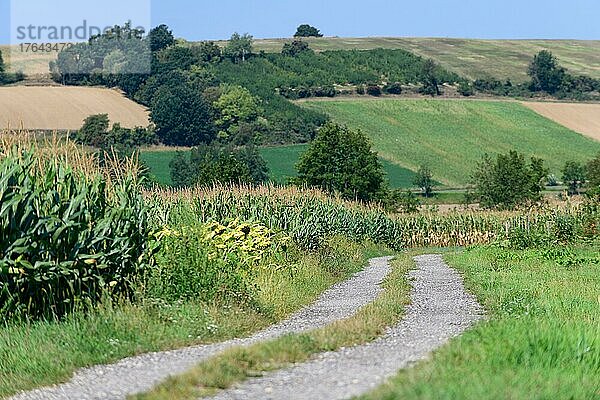 Kulturlandschaft im sommerlichen Niederösterreich mit einem Maisfeld an der linken Seite eines Feldweges. Im Hintergrund sind verschiedene Äcker und ein paar Gruppen mit Bäumen