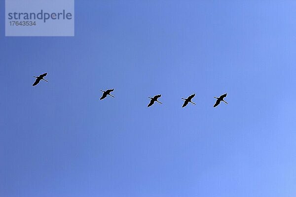 Fliegende Kraniche (Grus grus) am Abendhimmel  März  Sachsen  Deutschland  Europa