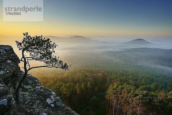 Pfälzer Wald  Morgenstimmung  Nebel  Rötzenfels  Pfalz  Rheinland-Pfalz  Deutschland  Europa