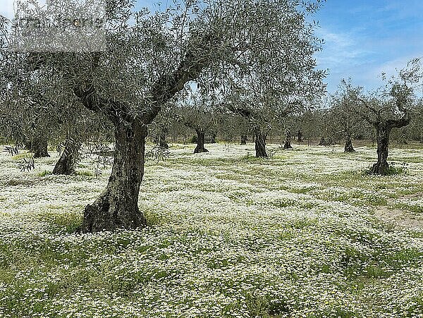 Olivenhain mit blühender Kamille (Matricaria chamomilla)  Extremadura  Spanien  Europa
