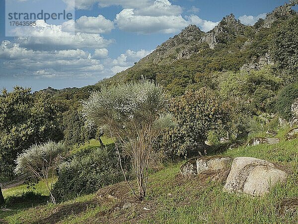 Weißer Ginster (Retama raetam) mit Steineichenwälder und Bergland bei Montanchez  Extremadura  Spanien  Europa