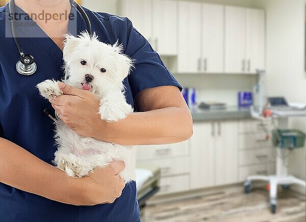 Ärztin oder Krankenschwester Tierarzt mit kleinen Welpen im Büro