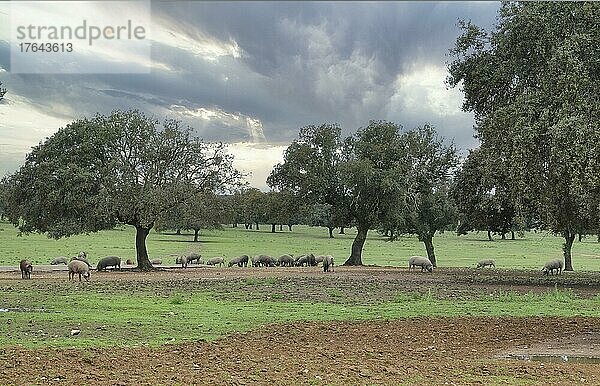 Iberische Hausschweine in den Steineichenwiesen der Dehesa  Extremadura  Spanien  Europa