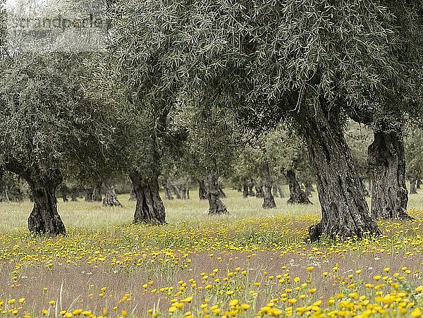 Alter Olivenhain im Frühling  Extremadura  Spanien  Europa
