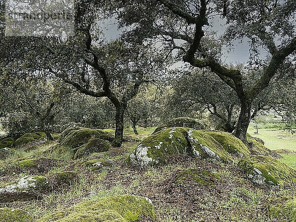 Granitfelsen im Steineichenwald  Extremadura  Spanien  Europa