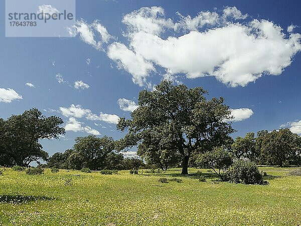 Steineichenwald mit blühender Wiese im Frühling  Extremadura  Spanien  Europa