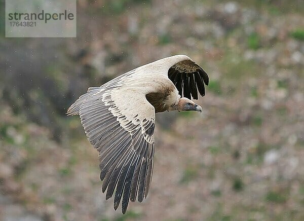 Gänsegeier (Gyps fulvus) fliegt über sein Brutbiotop im Monfrague Nationalpark  Extremadura  Spanien  Europa