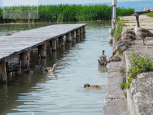 Am See versucht eine Gruppe junger Enten vom Wasser an das Ufer zu kommen