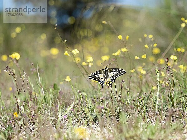 Schwalbenschwanz (Papilio machaon) auf der Trockenrasenwiese  Extremadura  Spanien  Europa