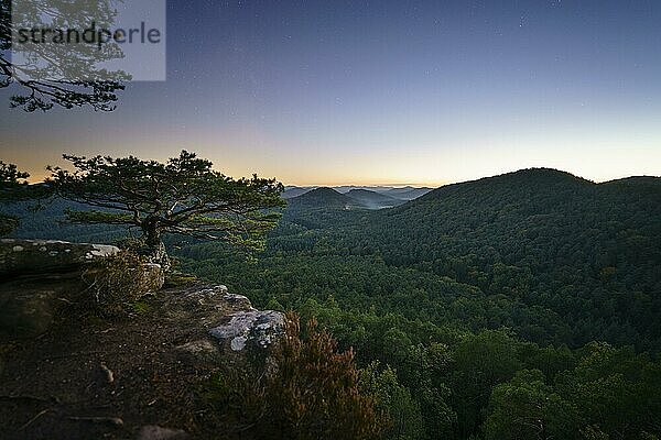 Pfälzer Wald  Abenddämmerung  Rötzenfels  Pfalz  Rheinland-Pfalz  Deutschland  Europa