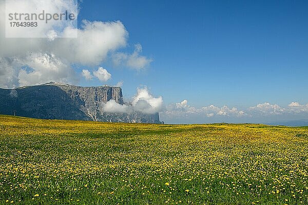 In Südtirol auf der Seiser Alm im Frühsommer mit einer gelb blühenden Blumenwiese und dem berühmten Schlern Bergmassiv im Hintergrund. Blauer Himmel mit einigen Wolken über dem Berggipfel