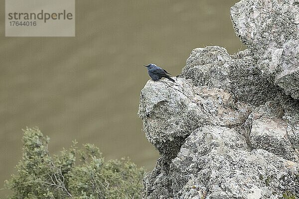 Blaumerle (Monticola solitarius) Halbalino auf der Singwarte im Felsgestein  Extremadura  Spanien  Europa