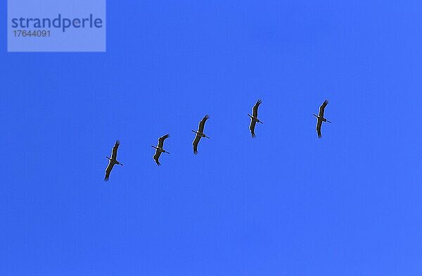 Fliegende Kraniche (Grus grus) am Abendhimmel  März  Sachsen  Deutschland  Europa