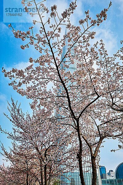 Blooming sakura cherry blossom branch with skyscraper building in background in spring  Seoul  South Korea