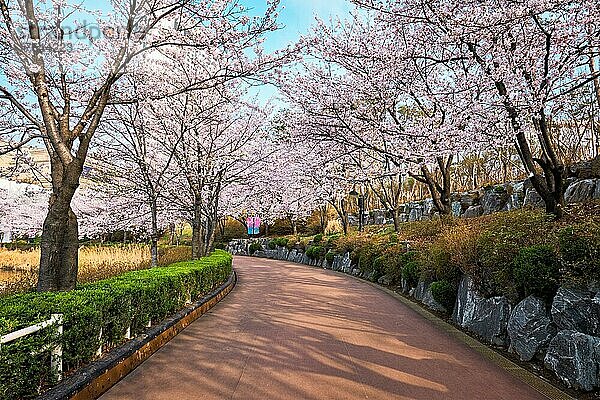 Blooming sakura cherry blossom alley in park in spring  Seokchon lake park  Seoul  South Korea