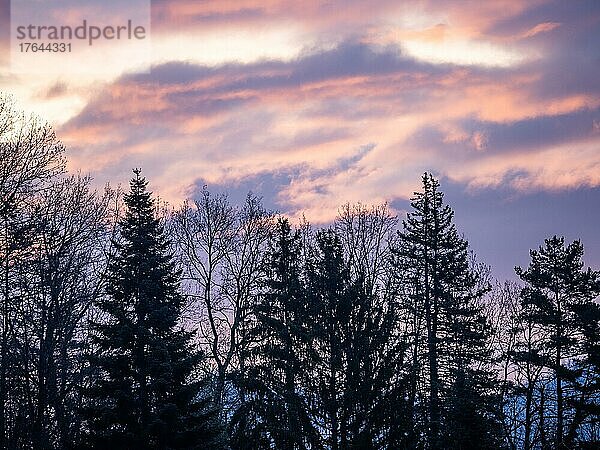 Silhouette von kargen Bäumen im Morgenrot  Leoben  Steiermark  Österreich  Europa