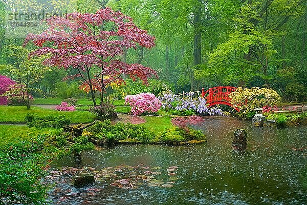 Kleine Brücke im japanischen Garten bei Regen  Park Clingendael  Den Haag  Niederlande  Europa