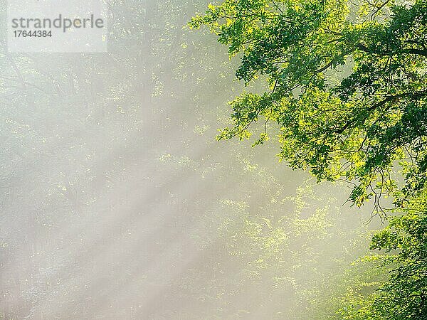 Hintergrundbild  Sonne strahlt durch Morgennebel  Naturnaher Eichenwald  Textfreiraum  bei Freyburg  Burgenlandkreis  Sachsen-Anhalt  Deutschland  Europa